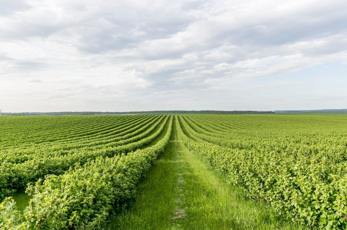 Supporting Local Communities Through Sustainable Farming Practices