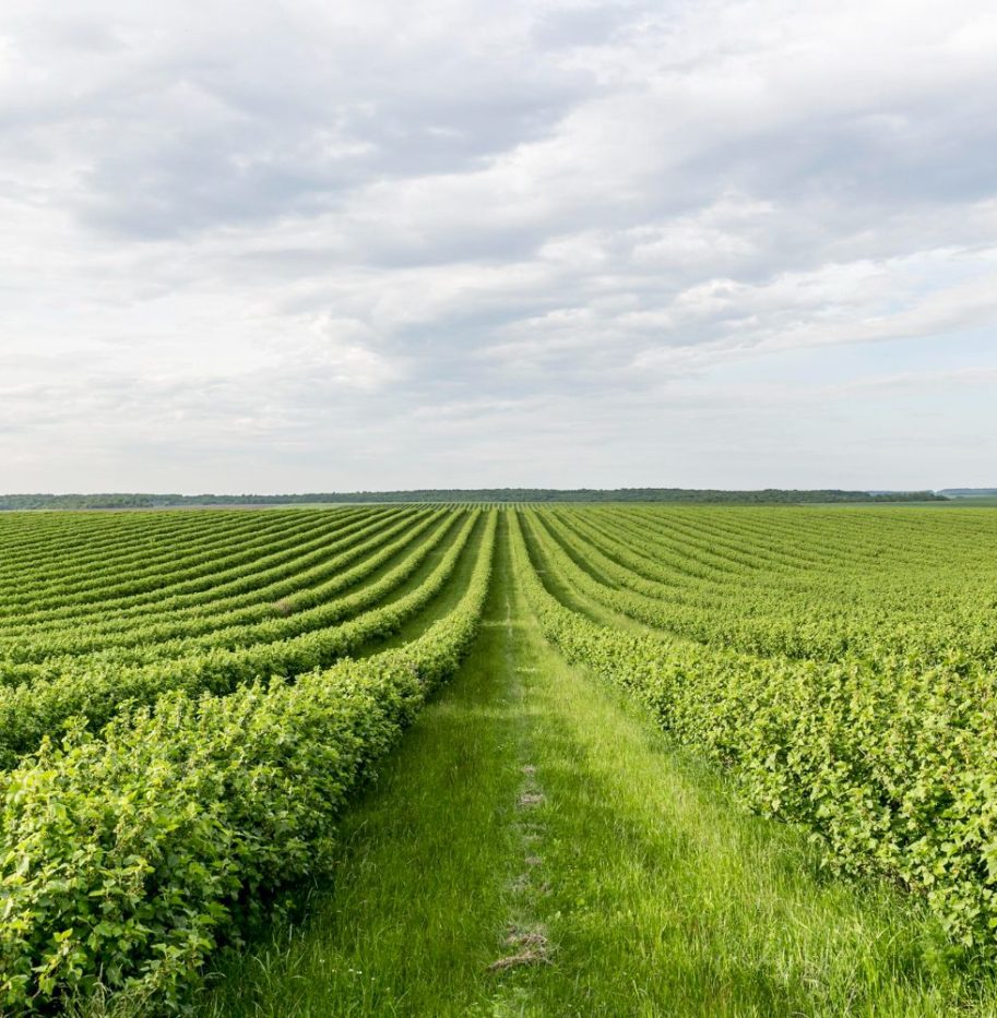 Sustainable Farming Practices