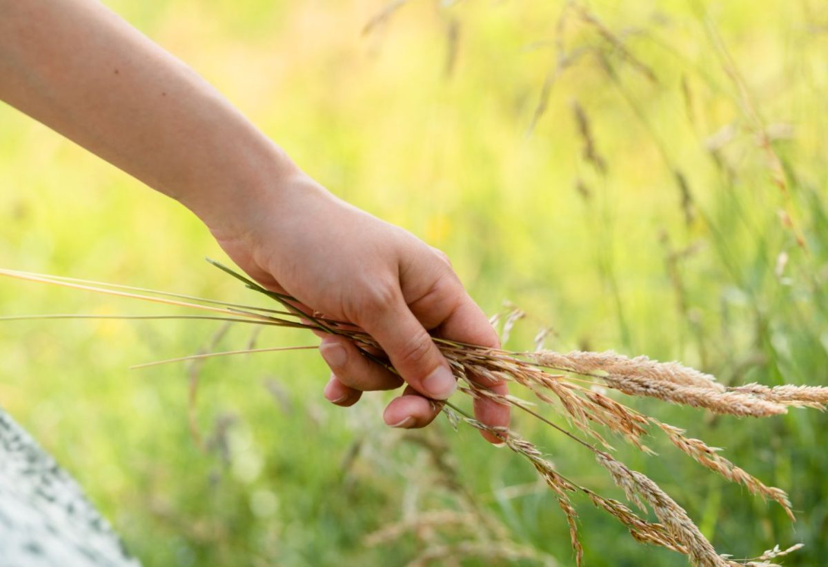 Mordenizing Agriculture