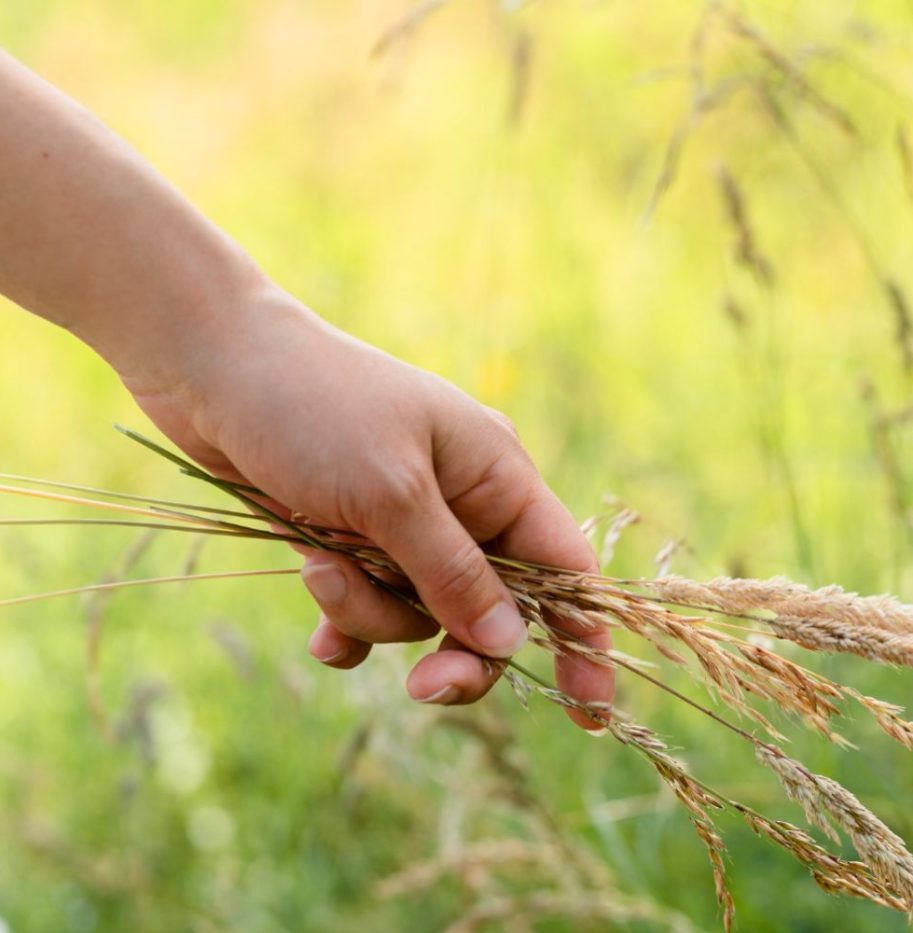 Mordenizing Agriculture