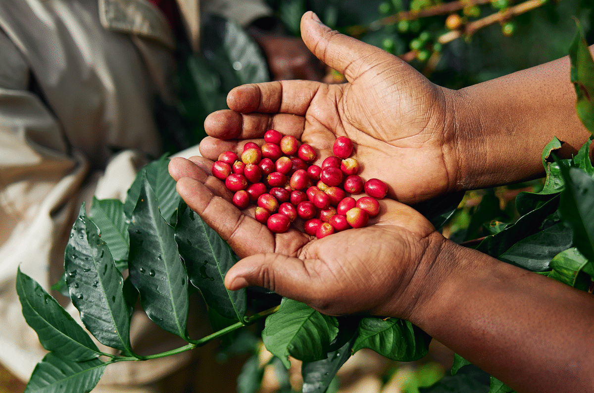 Why Ethiopian Agro Products Are Gaining Continental Recognition in 2025