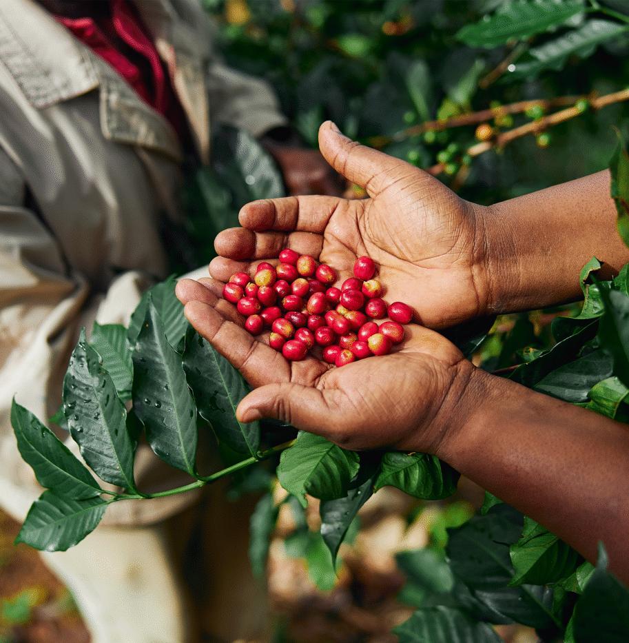 Why Ethiopian Agro Products Are Gaining Global Attention in 2025