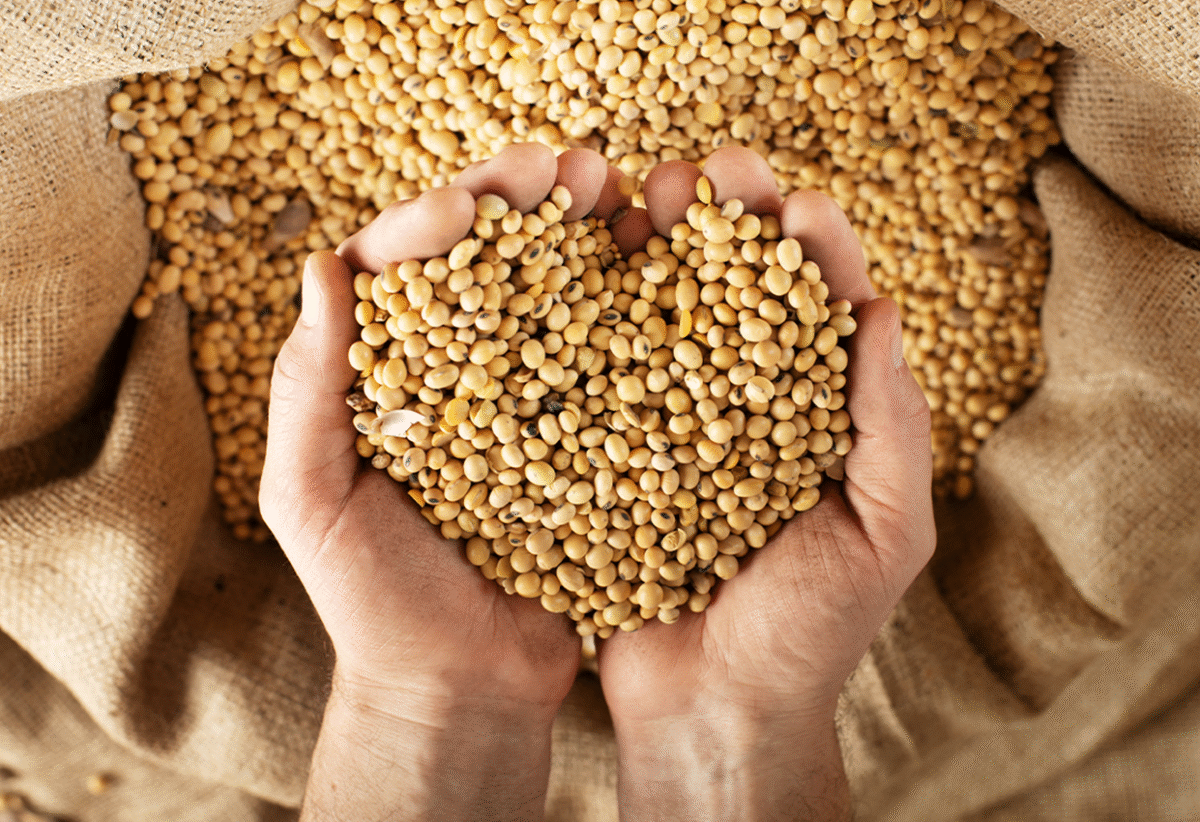 Ethiopia to export soybean meal to China in new fiscal year