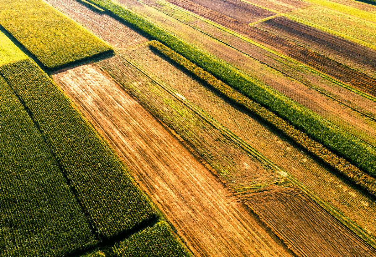 Ethiopia’s Agricultural Revolution Gains Global Spotlight at UN Food Summit