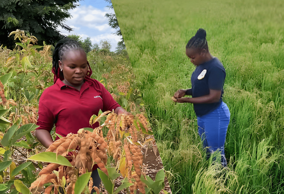 Young Farmer Turns Rice Fields into Business Empire (1)