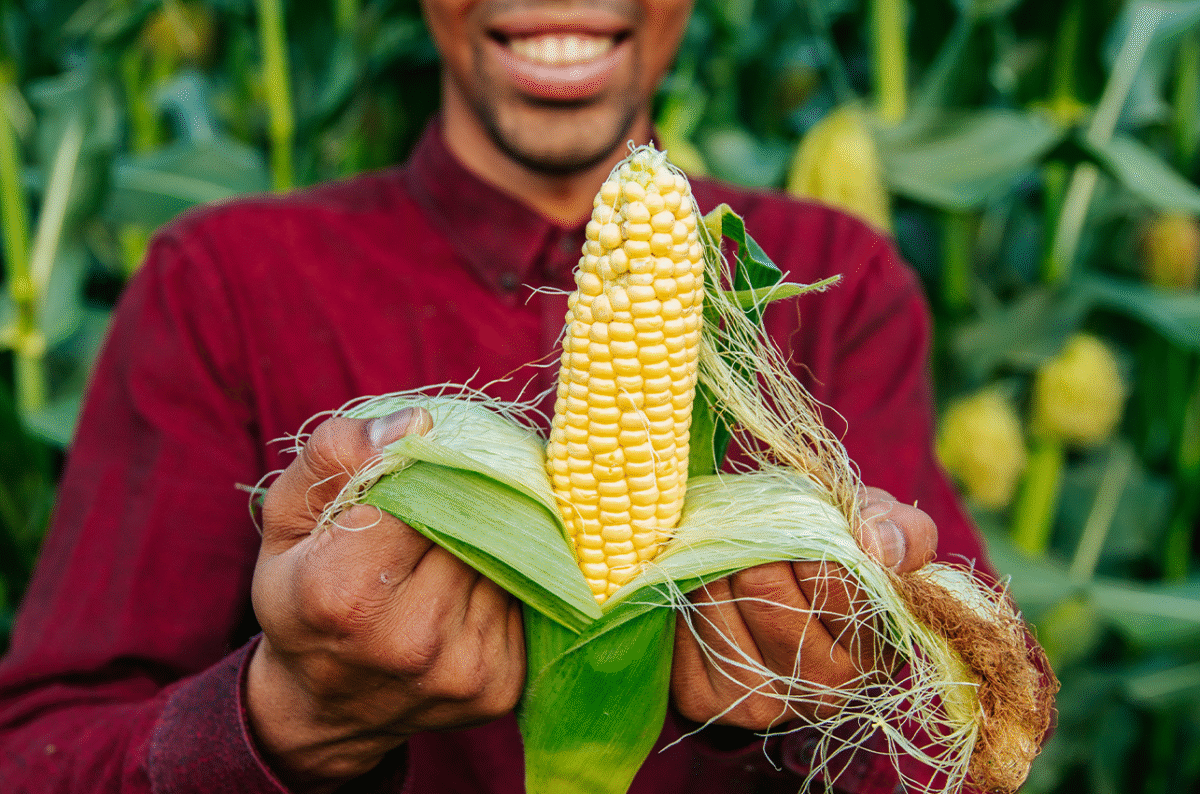 Ethiopia Advances Agricultural Innovation  with GMO Maize Rollout in Rift Valley