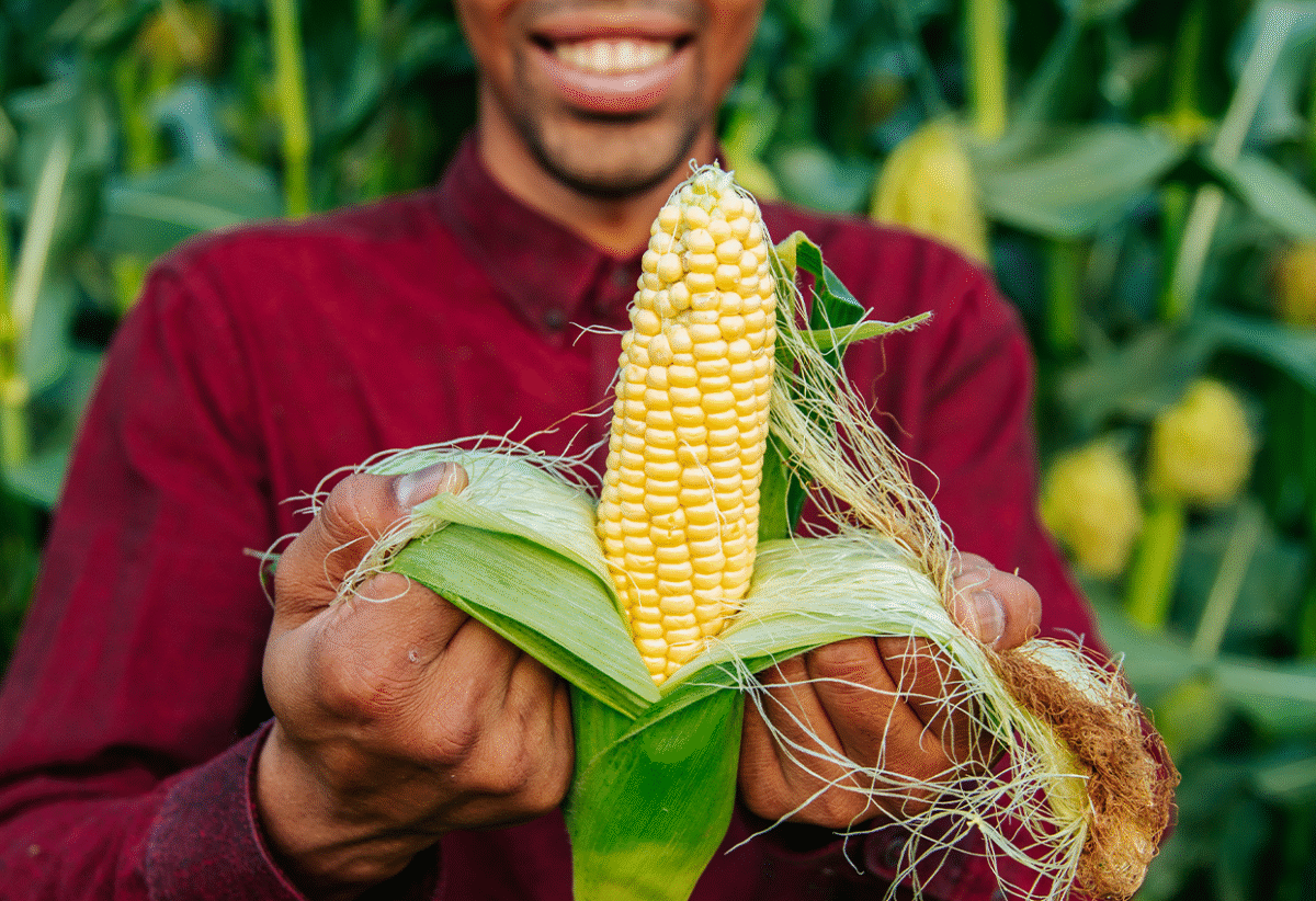 Ethiopia Advances Agricultural Innovation with GMO Maize Rollout in Rift Valley