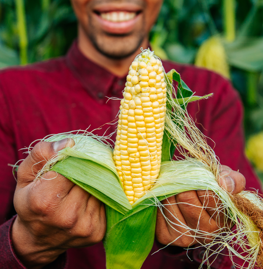 Ethiopia Advances Agricultural Innovation with GMO Maize Rollout in Rift Valley