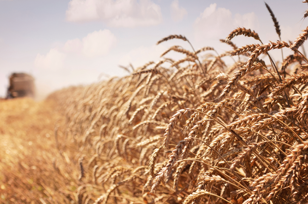 Revitalizing Agriculture: Ethiopia’s  Strategy for Accelerated Economic  Development