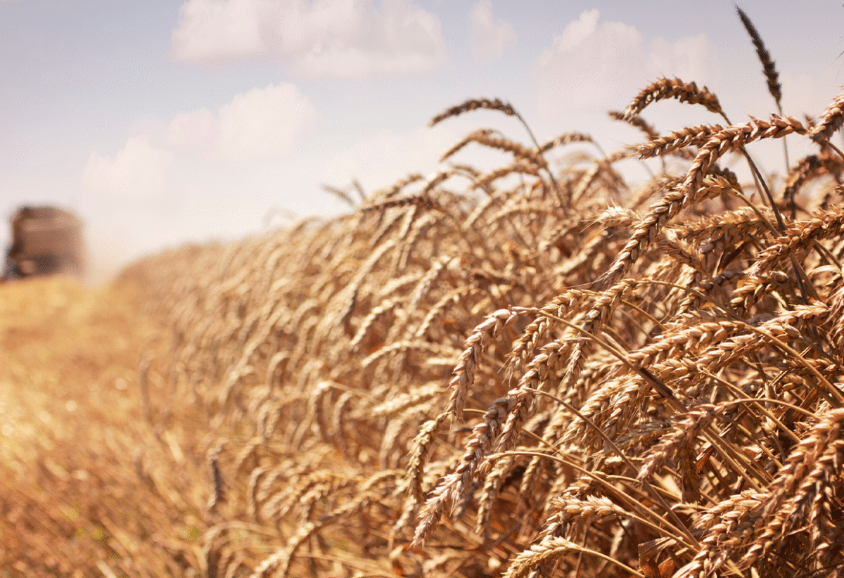Revitalizing Agriculture_ Ethiopia’s Strategy for Accelerated Economic Development