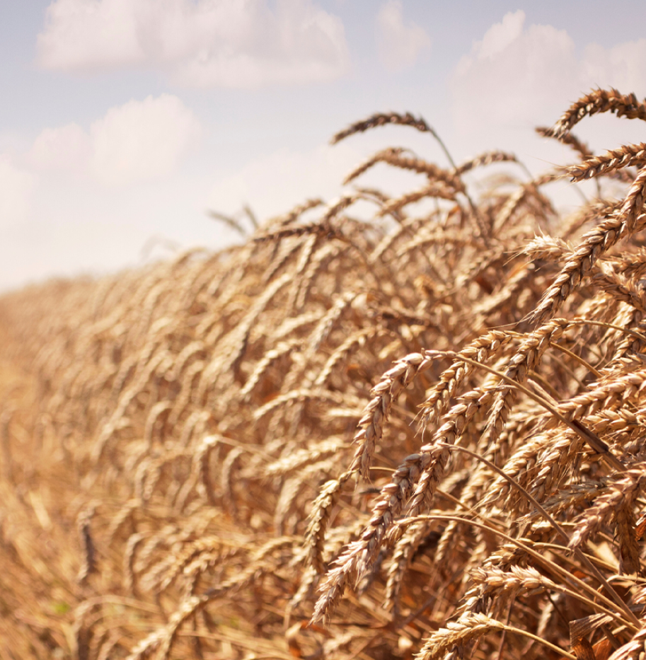 Revitalizing Agriculture_ Ethiopia’s Strategy for Accelerated Economic Development