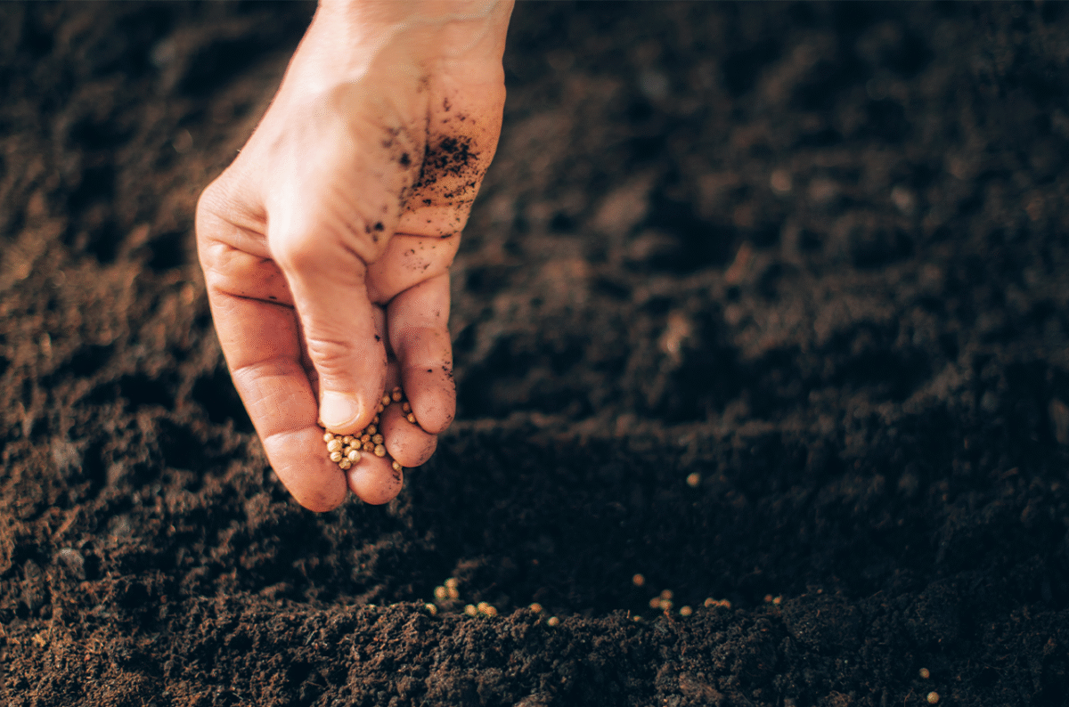 Sustainable Farming Revives Yields in  Ethiopia as Regional Program  Strengthens Food Security
