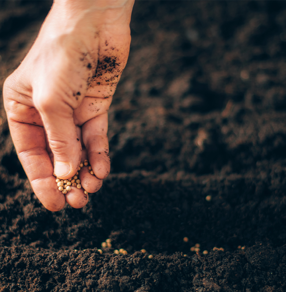 Sustainable Farming Revives Yields in Ethiopia as Regional Program Strengthens Food Security