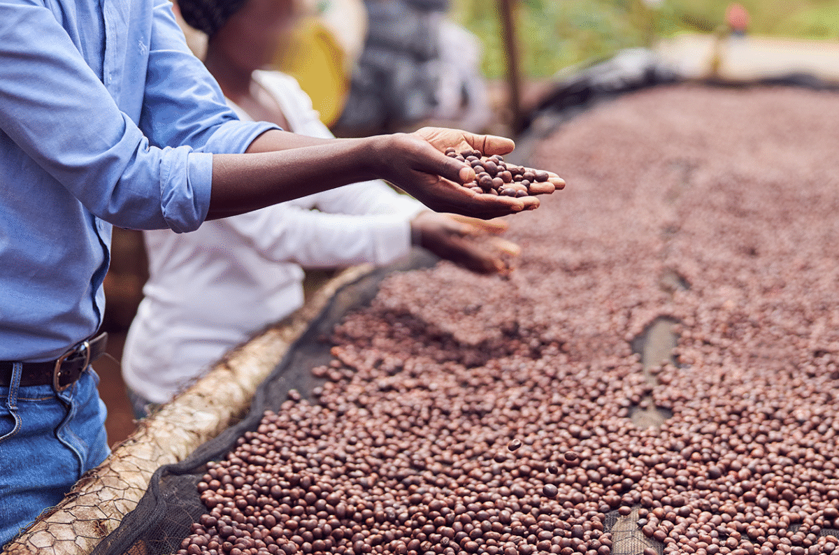 Kenya’s Agriculture Sector Boosts Exports  and Jobs, Signaling Strong Growth in 2025