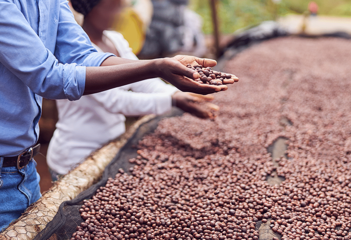 Kenya’s Agriculture Sector Boosts Exports and Jobs, Signaling Strong Growth in 2025
