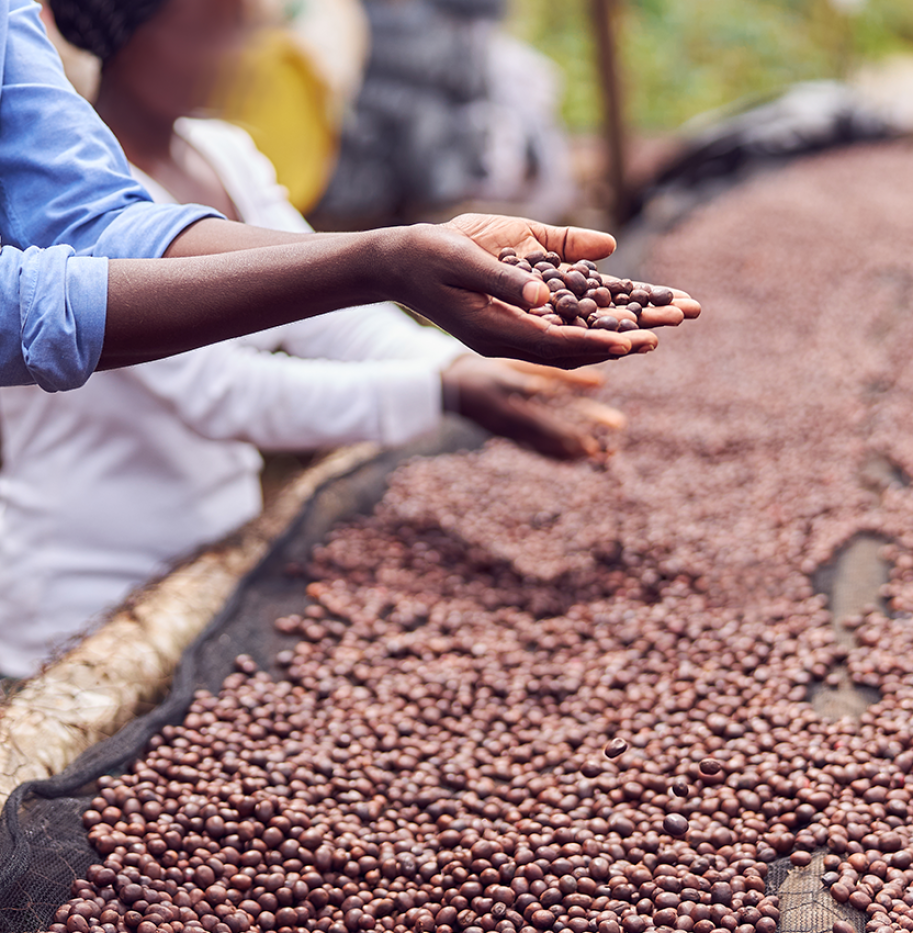 Kenya’s Agriculture Sector Boosts Exports and Jobs, Signaling Strong Growth in 2025