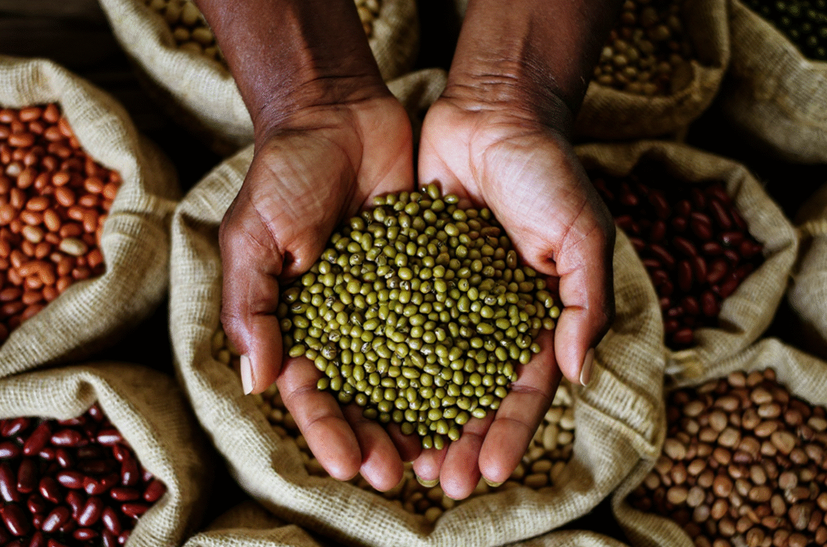 Ethiopia Unveils Phytosanitary Strategy to Strengthen Agriculture Yields and Exports