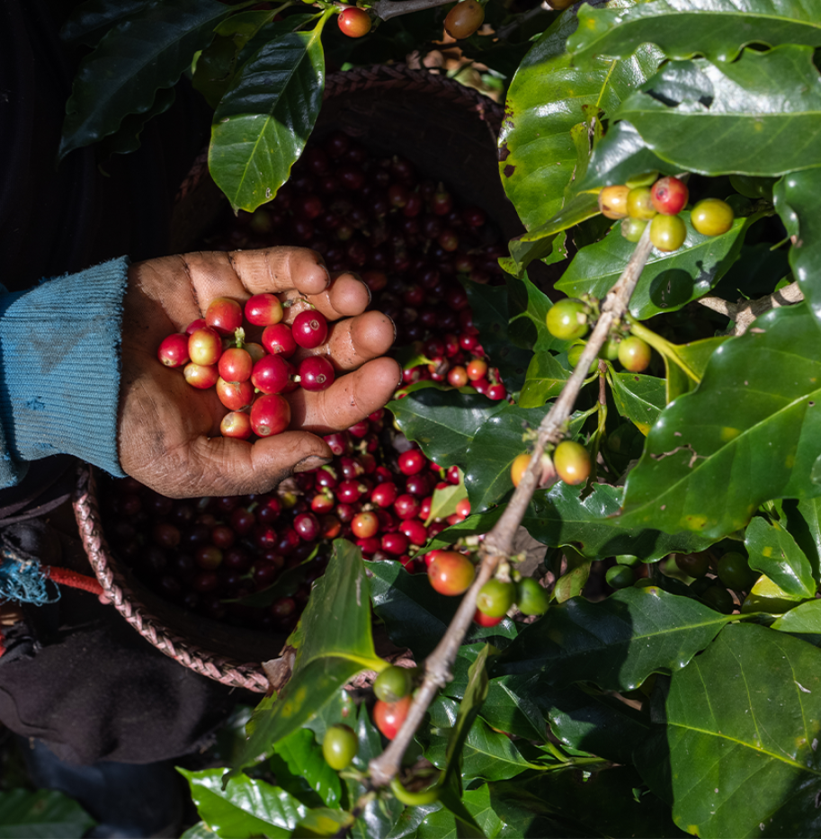 BAAMUD - Kenya Highlights Strategic Coffee Reforms and Regional Leadership in East Africa BAAMUD - Kenya Highlights Strategic Coffee Reforms and Regional Leadership in East Africa