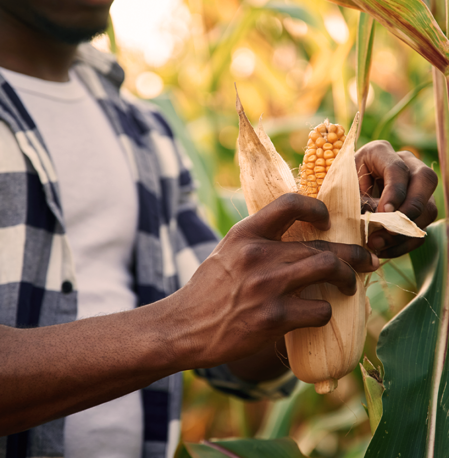 BAAMUD_Ethiopia Unveils Second-Phase Agricultural Commercialization Program to Boost Crop Productivity and Climate Resilience BAAMUD_Ethiopia Unveils Second-Phase Agricultural Commercialization Program to Boost Crop Productivity and Climate Resilience