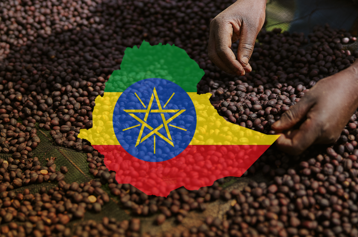 Ethiopia Forms Specialty Coffee Association to Boost Quality, Traceability, and Exports