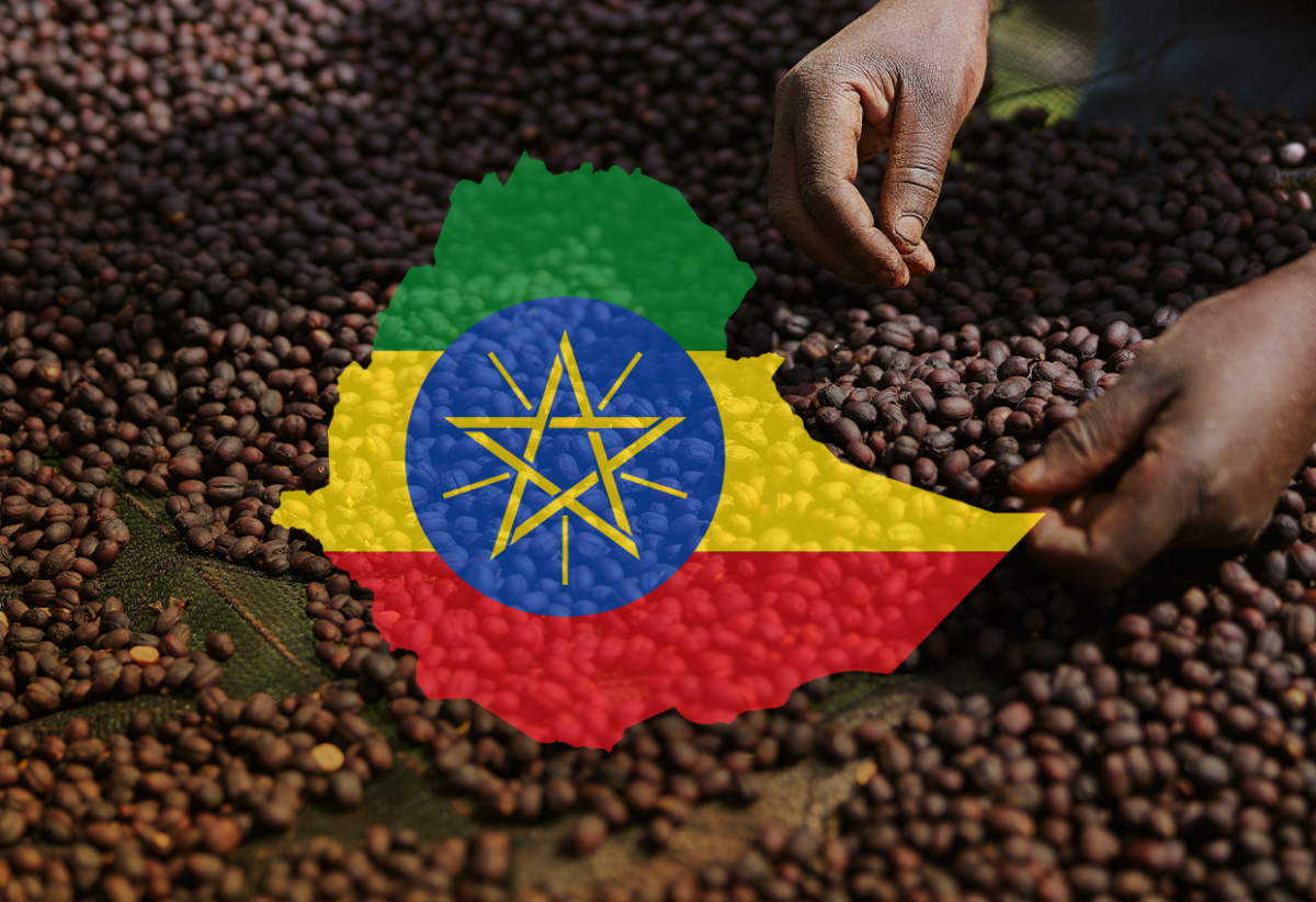 BAAMUD_Ethiopia Forms Specialty Coffee Association to Boost Quality, Traceability, and Exports