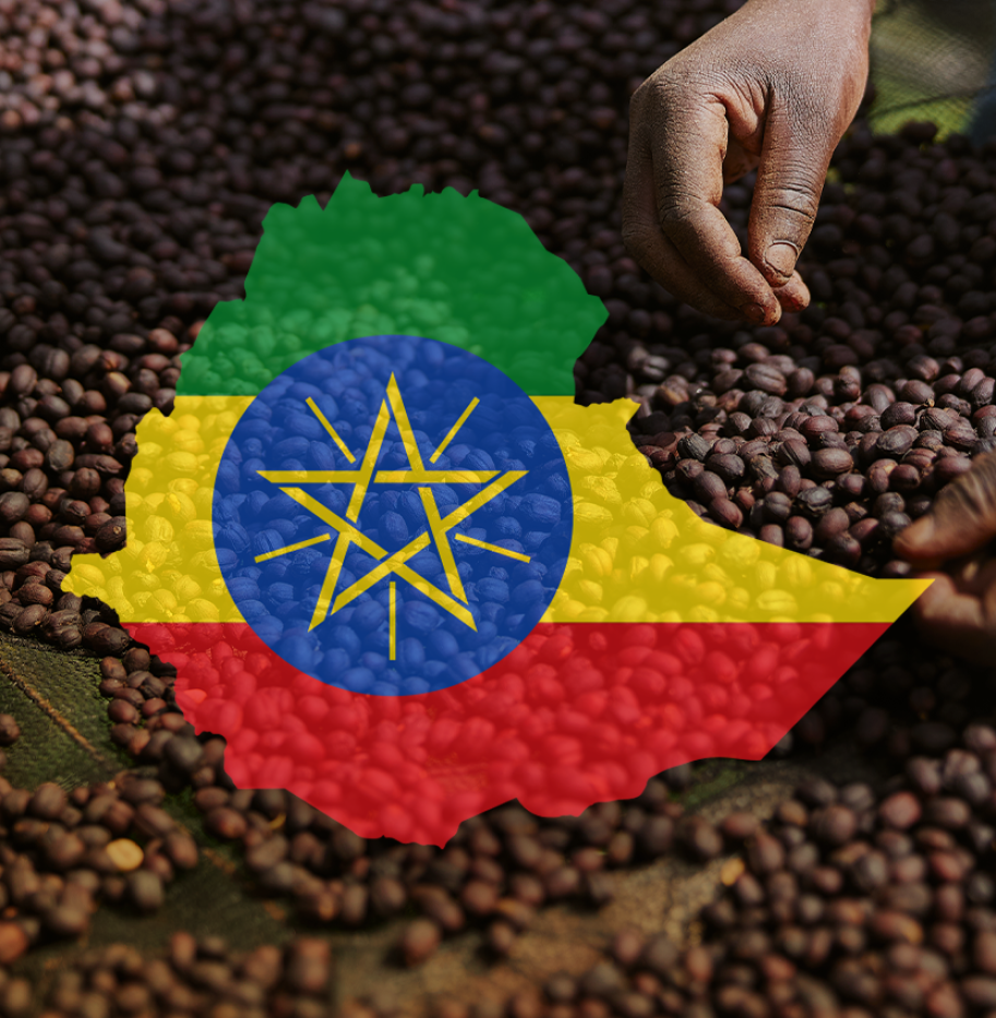 BAAMUD_Ethiopia Forms Specialty Coffee Association to Boost Quality, Traceability, and Exports