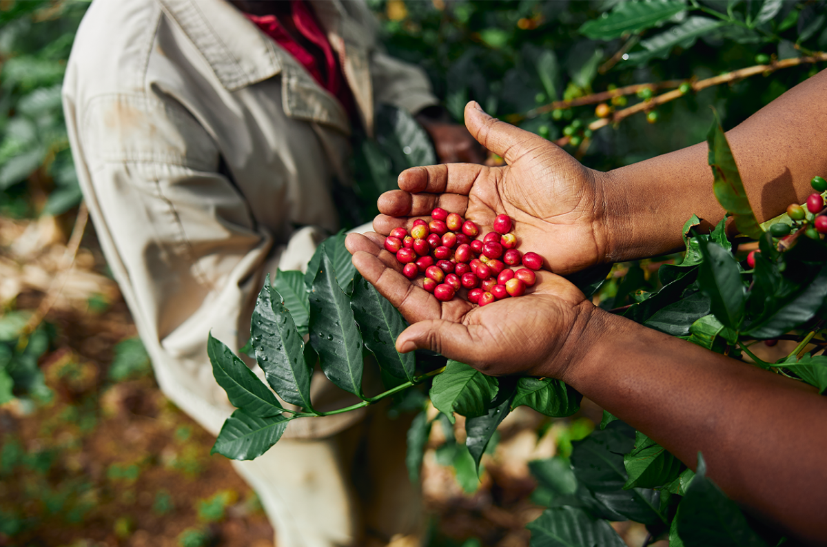 Coffee Revival Gains Momentum in Kenya