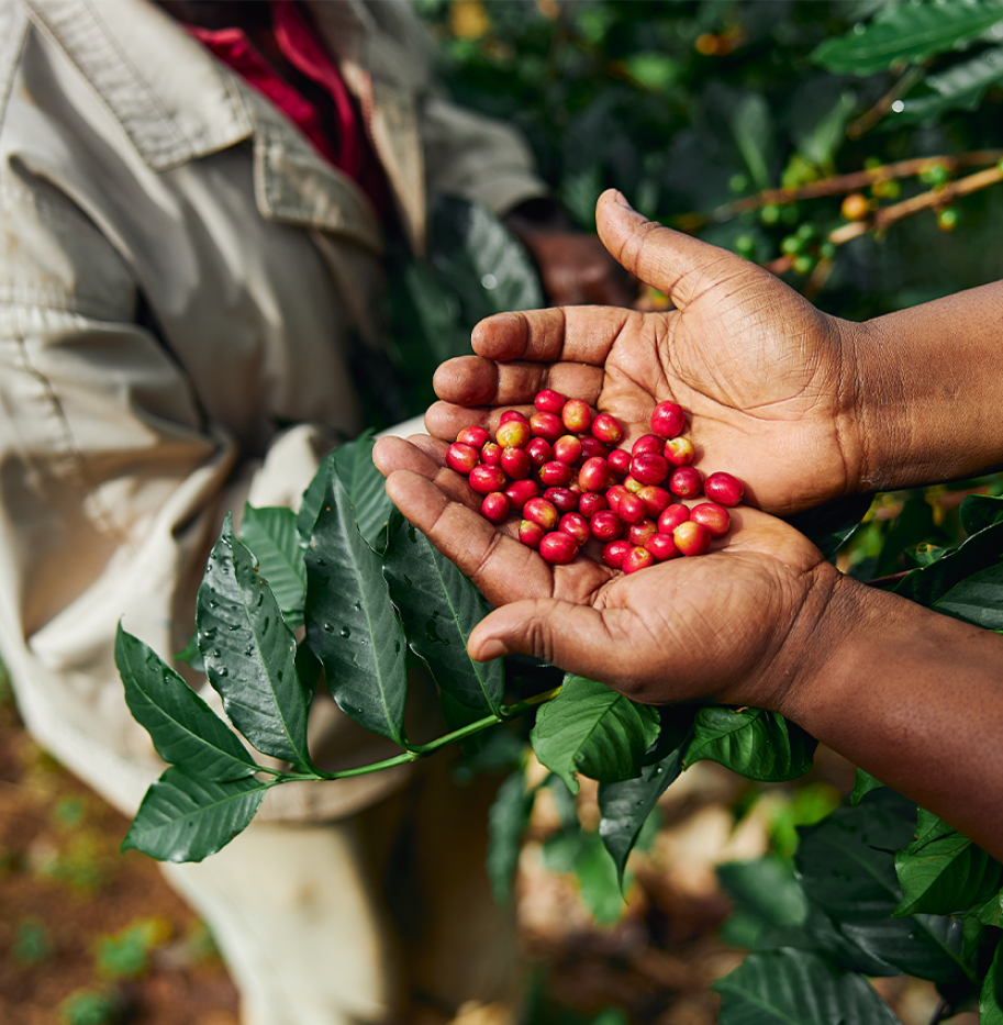 BAAMUD - Coffee Revival Gains Momentum in Kenya