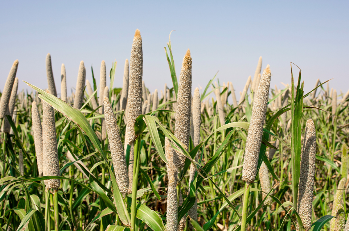 Hybrid Pearl Millet Offers New Hope for Arid Farming Regions