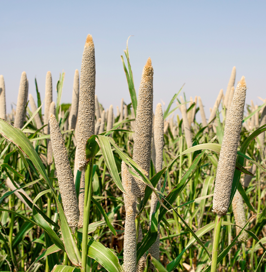 BAAMUD - Hybrid Pearl Millet Offers New Hope for Arid Farming Regions BAAMUD - Hybrid Pearl Millet Offers New Hope for Arid Farming Regions