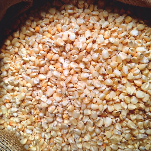 Corn